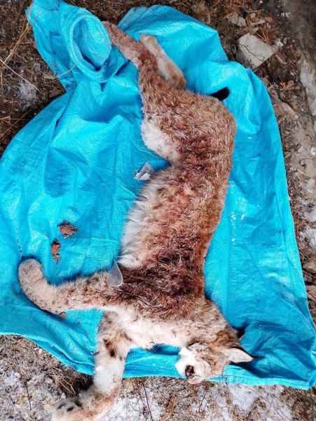 В Мордовии установлен подозреваемый в незаконной охоте на рысь, занесенную в Красную книгу региона